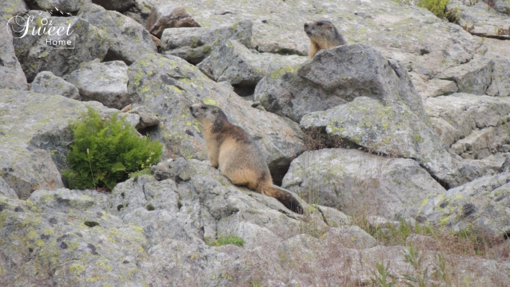 Marmottes